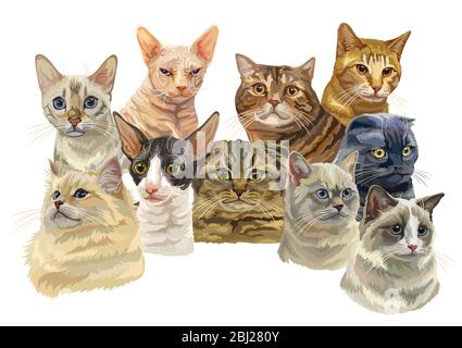 Vector horizontal illustration with different cats breeds portraits isolated on white background. Cats vector vintage illustration in realistic style. Stock Vector