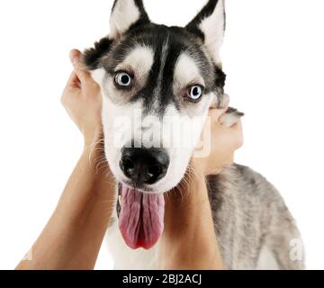 Male hand holding dog face isolated on white Stock Photo