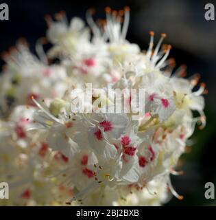 Chestnut Aesculus Stock Photo