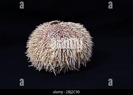 A sea urchin shell isolated against a black background Stock Photo