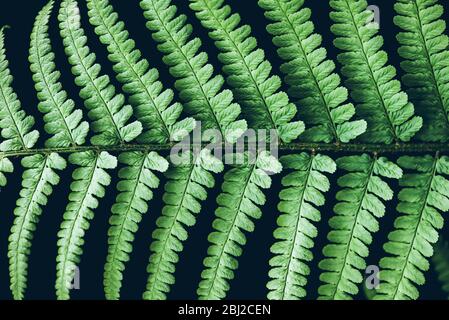 Beautiful perfect natural fern leaves on black background Green natural concept Life growth concept Stock Photo