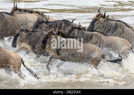 Blue wildebeest, brindled gnu (Connochaetes taurinus) crossing the Mara river during the great migration, Serengeti national park, Tanzania. Stock Photo
