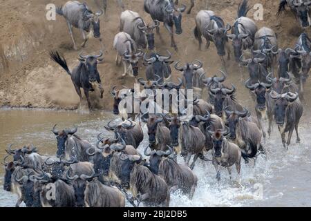 Blue wildebeest, brindled gnu (Connochaetes taurinus) herd crossing the Mara river by jumping in during the great migration, Serengeti national park, Stock Photo