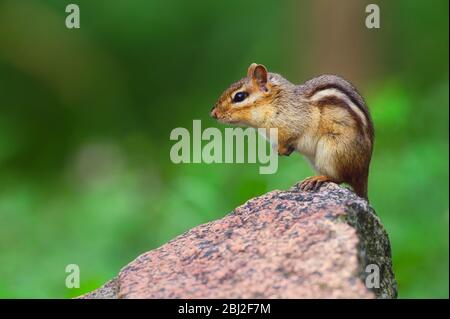 Cute Eastern Chipmunk (Tamias striatus) on rock Stock Photo