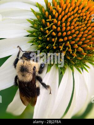 Common Eastern Bumblebee (Bombus impatiens) on Coneflower, Sterling Heights, MI, USA Stock Photo