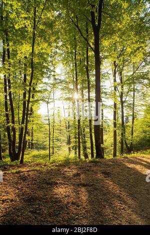 Springtime forest with setting sun shining through. Nature, forestry, habitat, environment and sustainability concepts Stock Photo