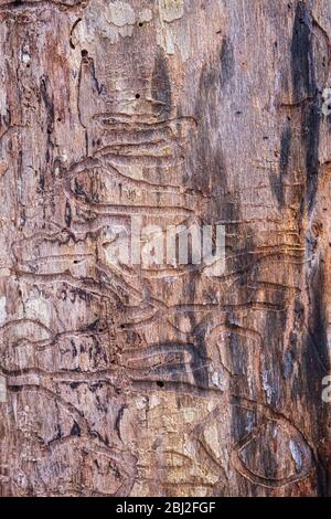 Emerald Ash Borer Tracks in a Michigan forest Stock Photo