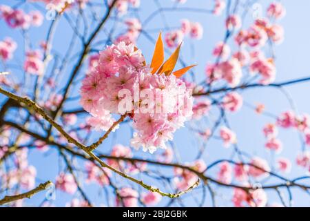 Pink blossom against a blue sky in Spring Stock Photo