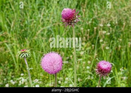 lavender wildflower, ball shape, Nodding Thistle, Musk Thistle, Cardus ...