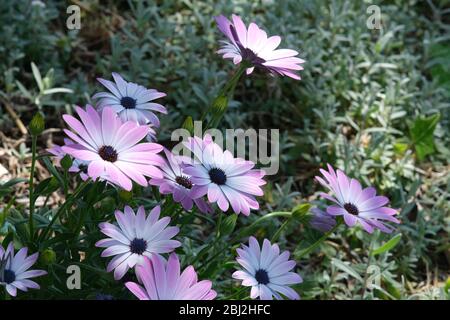 Mediterranean garden with  African daisy flowers (Dimorphotheca pluvialis). Pink and purple flower. Stock Photo