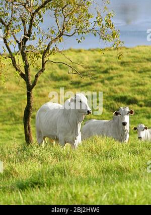 Nellore cattle in the pasture of Brazilian farms Stock Photo