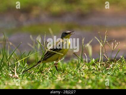 A common migrant to East africa the Yellow Wagtail shows a great variety in plumage and colouration which depends on the area it migrates from in the Stock Photo