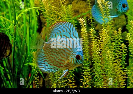 Underwater world - exotic fishes in an aquarium Stock Photo