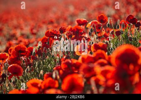 Field Poppies in abundance growing on the South Downs National Park Stock Photo