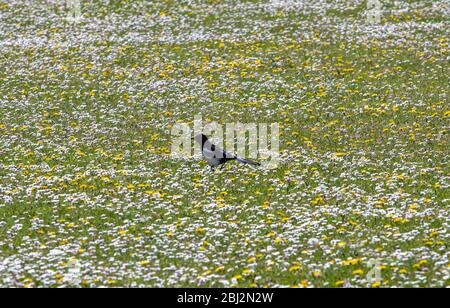 Wild Flower Meadow in Suffolk Stock Photo