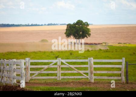 open field corral with some oxen under the tree, Mato Grosso do Sul, Brazil Stock Photo