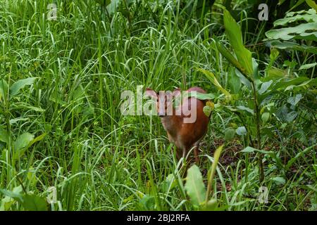 Southern Red Muntjac - Muntiacus muntjak, beatiful small forest deer from Southeast Asian forests and woodlands, Mutiara Taman Negara, Malaysia. Stock Photo