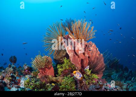 Crinoids in Coral Reef, Comanthina schlegeli, Kimbe Bay, New Britain, Papua New Guinea Stock Photo
