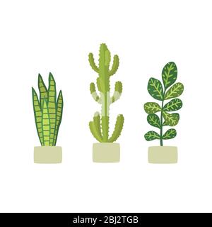 Potted plants in pots. Cactus euphorbia, Codiaeum variegatum, Sansevieria. Stock Vector