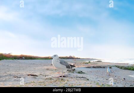 Seagull on sandy beach Stock Photo