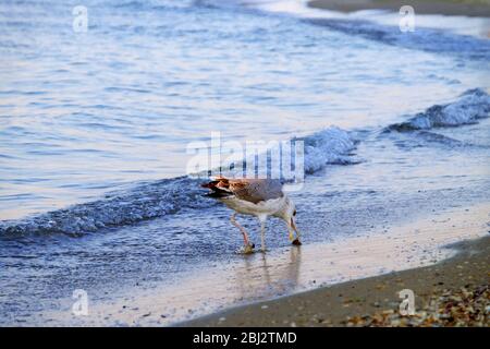 Seagull paces on sandy beach Stock Photo