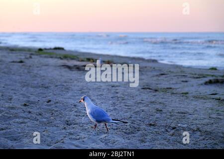 Seagull paces on sandy beach Stock Photo