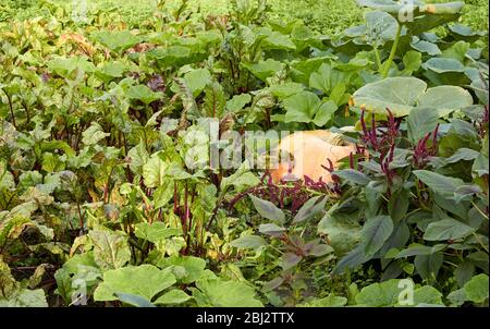 Garden at harvesting time: pumpkin on bed around growing beet root and amaranth, background for your design, copy space, grow your own and organic agr