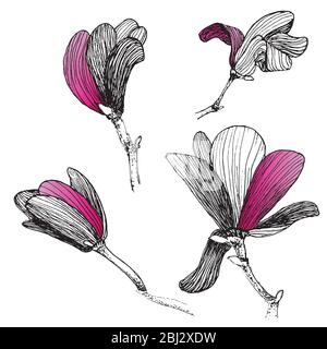 Set of magnolia flower hand drawing with bright gradient petal detail. Elegant mixed media sketch. Stock Vector