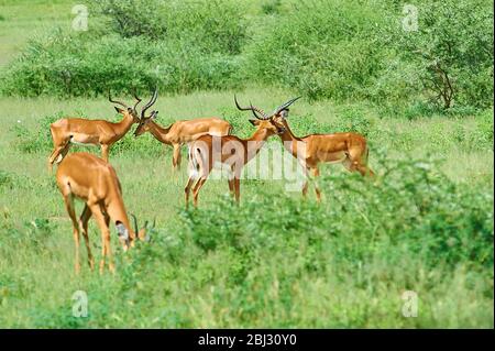 Impala male bachelor antelopes, socialising head to head (Tanzania) Stock Photo
