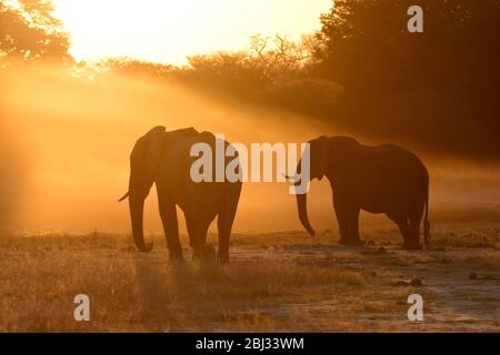 Elephants kicking up dust at waterhole. Sunset in Hwange national park, South Africa Stock Photo