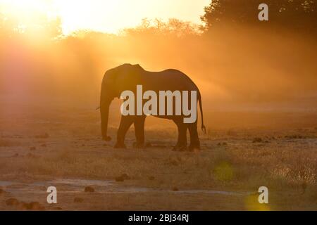 Elephants kicking up dust at waterhole. Sunset in Hwange national park, South Africa Stock Photo