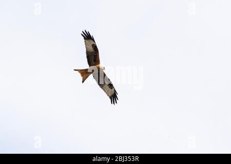 A red kite (Milvus milvus) in flight Stock Photo