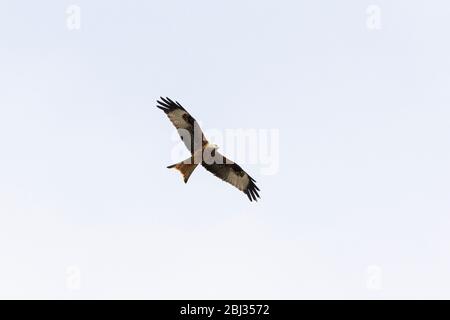 A red kite (Milvus milvus) in flight Stock Photo