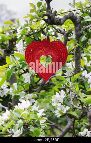 Metal heart shape wind spinner hanging in an apple tree. Stock Photo