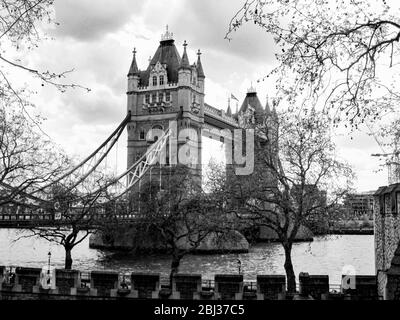 Tower Bridge, as seen from the Tower of London, framed by Tree branches, showing the new growth of spring, photographed in Black and White Stock Photo