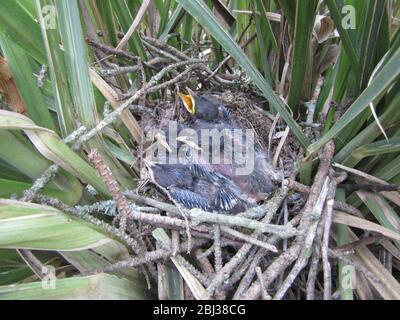 Baby mockingbirds wait for a feeding in their nest hidden in pampas grass, Arkansas, USA Stock Photo