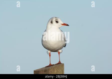 Seagull, Chroicocephalus ridibundus - Black headed gull, perched on post Stock Photo