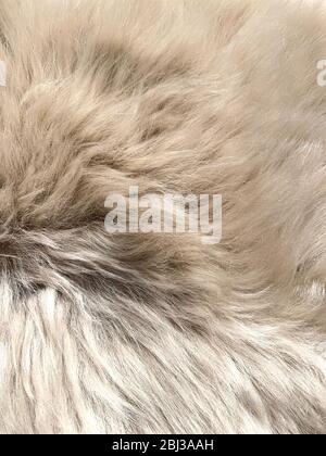 Close up view of fake, artificial, fluffy wool fur background. Stock Photo