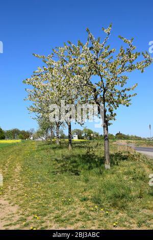 white blooming wild cherry trees Stock Photo