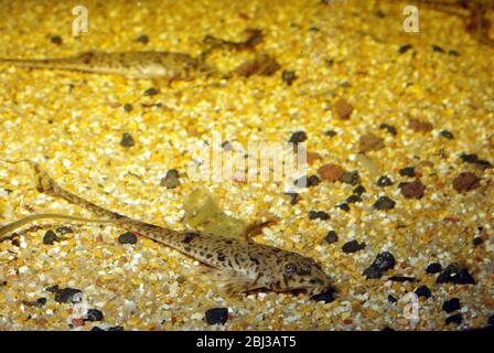 Small-scaled whiptail catfish, Rineloricaria microlepidogaster Stock Photo