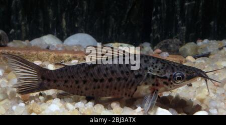 Porthole catfish, Dianema longibarbis Stock Photo