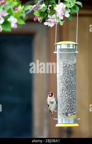 A goldfinch, Carduelis carduelis, or european goldfinch on a garden feeder filled with sunflower hearts hanging from a blossom tree Stock Photo
