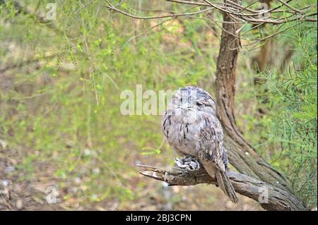 Tawny frogmouth owl in the Serendip Sanctuary Stock Photo