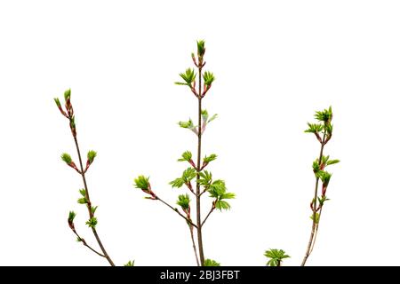 Three young maple branches with blooming green leaves isolated on white. Acer platanoides, the Norway maple. Branches with leaves and buds on a white Stock Photo