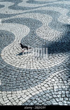 Solitary feral pigeon having a stroll across paviers of wavy lines and geometric patterns in Rossio Square in Lisbon, Portugal Stock Photo