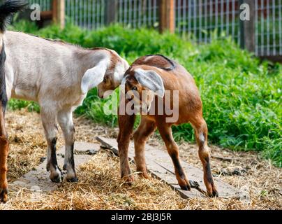 Two young goats on a family farm playing and butting heads Stock Photo