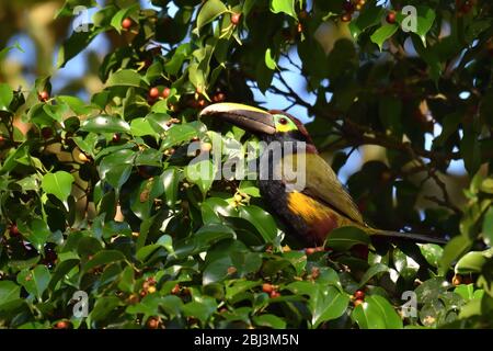 Yellow-eared Toucanet feeding wild fig Stock Photo