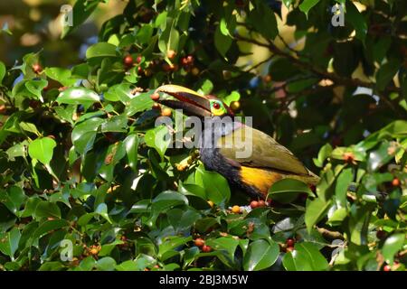 Yellow-eared Toucanet feeding wild fig Stock Photo
