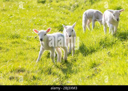 A group of four Young Lambs in Spring Stock Photo