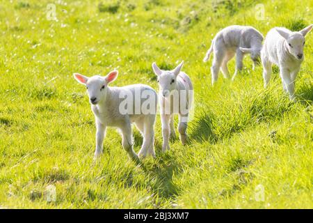 A group of four Young Lambs in Spring Stock Photo